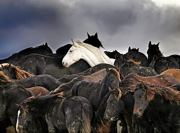 Horses in Marum Holland, youngsters, horses, holland, water HD wallpaper