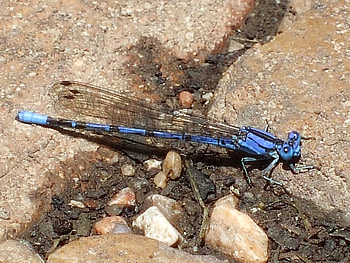 Dragon fly, blue, nature, bug HD wallpaper