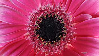 Gerbera Daisy, nature, flowers, Pink HD wallpaper