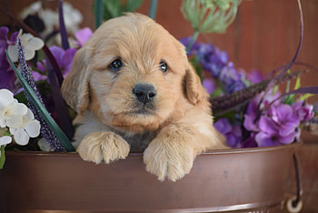 Puppy, dog, animal, cocker spaniel, cute, purple, flower, paw, caine HD wallpaper