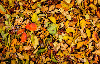 Nature, Autumn, Leaves, Dry, Fallen HD wallpaper