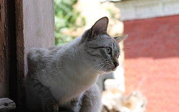 Animals, Sit, Cat, Street, Curiosity HD wallpaper
