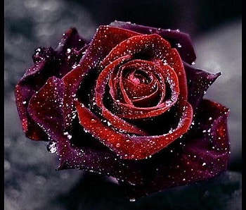 R O S E, rose, gothic, beautiful, perfect, dark HD wallpaper
