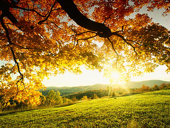 Landscape, Trees, Autumn, Sun HD wallpaper