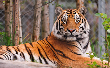 Animals, To Lie Down, Lie, Predator, Big Cat, Tiger HD wallpaper