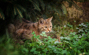 Animals, Grass, Sit, Cat, Mindfulness, Attentiveness, Hunts HD wallpaper