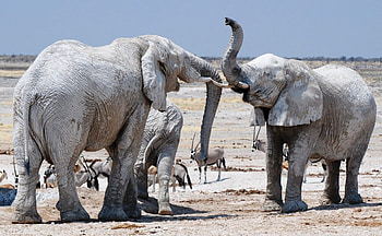 Elephant, animal, nature, trunk HD wallpaper