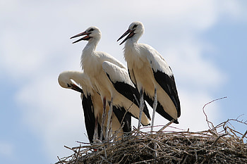Stork, Stunning visuals, Nature-inspired, High-definition HD wallpaper