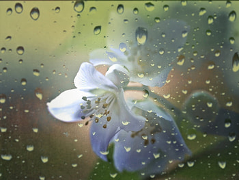 Flowers, Background, Drops HD wallpaper