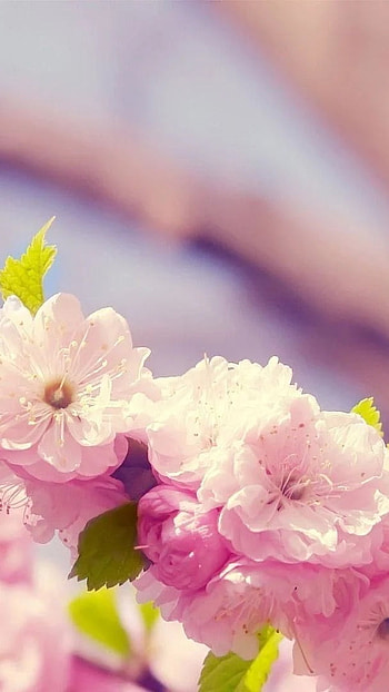 Spring Flowers, Spring, Floral HD phone wallpaper