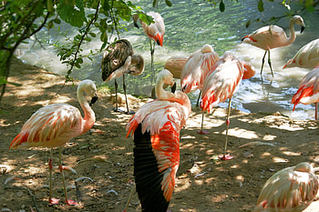 Animals, Birds, Flamingo, Land, Sunlight, Multitude, Lots Of, Tenek HD wallpaper