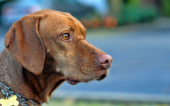 Animals, Dog, Muzzle, Sight, Opinion, Fright, Profile HD wallpaper