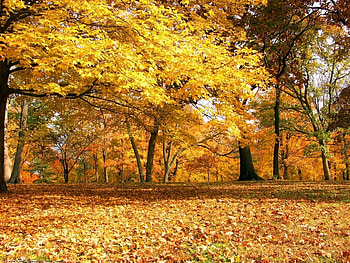 Landscape, Trees, Autumn HD wallpaper