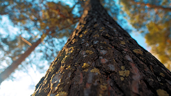 Trunk, Pine Trees HD wallpaper