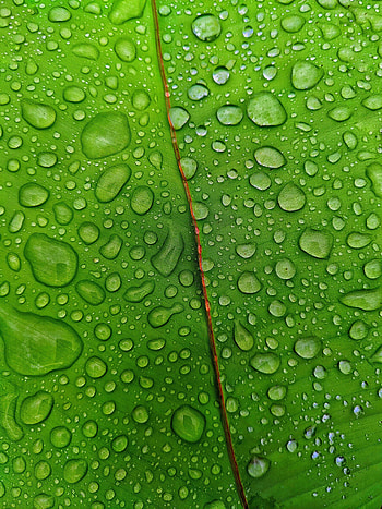 Droplets, green leaf HD phone wallpaper