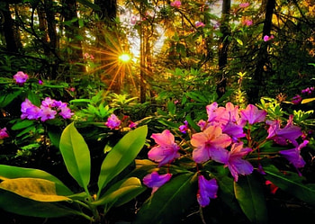Rhododendron, artwork, painting, blossoms, trees, forest, sunset HD wallpaper