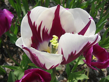 flower, nature, flowers HD wallpaper