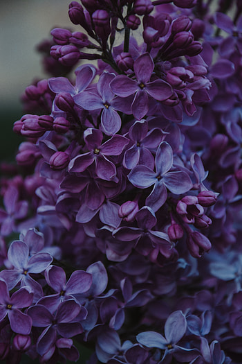 Natural leaf, magenta, pink HD phone wallpaper