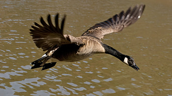 Canada Goose , High resolution, ID number, Stunning visuals HD wallpaper