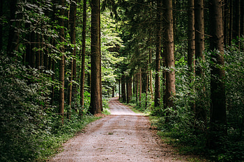 Big trees, forest, pathway, rough road HD wallpaper