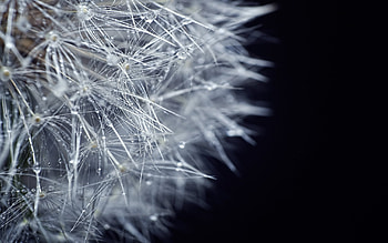 Plants, Background, Dandelions HD wallpaper