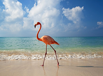Beach, Flamingos HD wallpaper