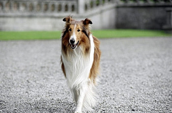LASSIE COMING HOME, HANDSOME, BEAUTIFUL, COLLIE, DOG HD wallpaper