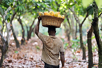 Cocoa, Rainforest Alliance HD wallpaper
