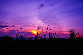 Twilight, sunset, purple sky, grass HD wallpaper