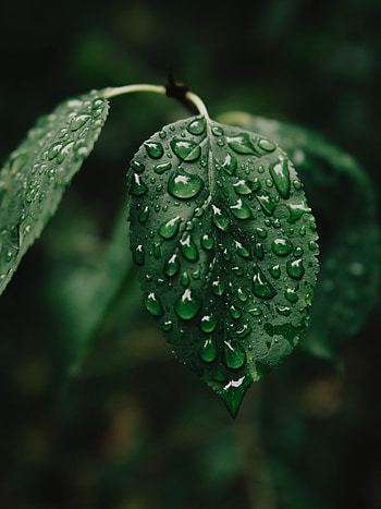 Water, Drops, Macro, Wet, Sheet, Leaf HD phone wallpaper