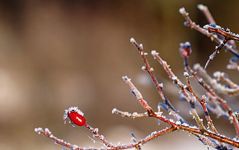 Winter, Ice, Briar, Bush, Macro, Branch HD wallpaper