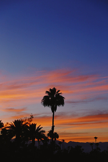 Nature, Sunset, Sky, Palms, Tropical HD phone wallpaper