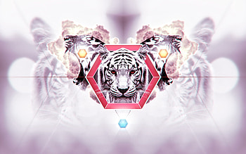 Abstract, Background, Muzzle, Striped, Tiger HD wallpaper