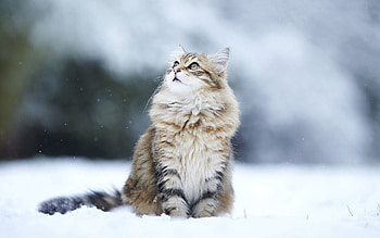 Animals, Snow, Cat, Fluffy, Is Sitting, Sits HD wallpaper