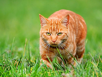 Cat in the grass, animal, kitten, cat, nature, grass HD wallpaper