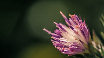 Interior, Flower, Macro, Fluffy, Form, Inside HD wallpaper
