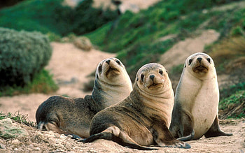 Seal , Cute creatures, Marine life, Oceanic beauty HD wallpaper