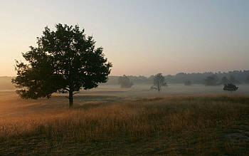 Nature, Trees, Grass, Fog, Field, Morning, Freshness HD wallpaper