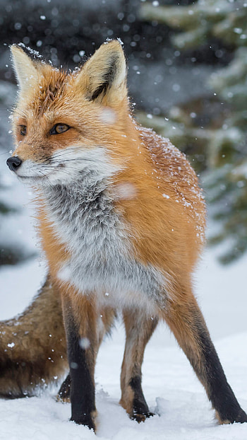 Alpha coders, s available, Dynamic fox , High resolution HD phone wallpaper