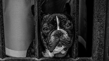 Animals, Dog, Muzzle, Bulldog HD wallpaper