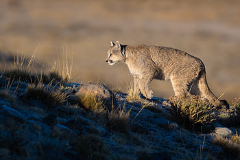 Cougar at Dusk - Ultra, Animal, cougar HD wallpaper