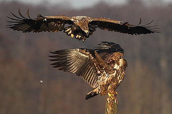 Hawks Fighting, flight, fighting, birds, hawk HD wallpaper