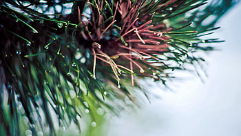Macro, Shine, Light, Branch, Spruce, Fir HD wallpaper