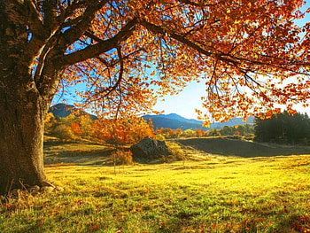 October, leaves, fall, branches, autumn, beautiful, foliage, tree HD wallpaper