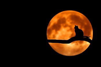 A silhouette of a cat sitting on a branch under a glowing full moon, creating an eerie night scene HD wallpaper