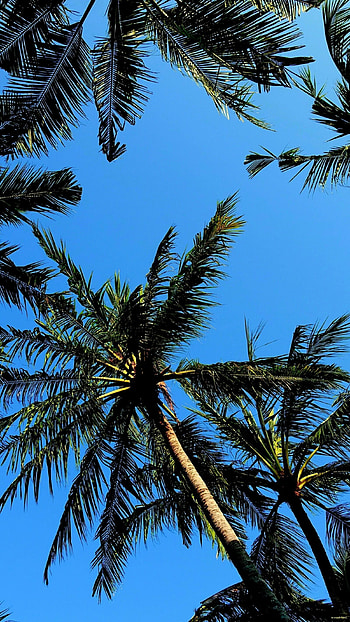 Palm tree perfection, Lush green palms, Beachside serenity, Tropical allure HD phone wallpaper
