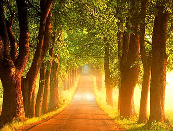 In the glow, golden, sunlight, glow, path, green, trees HD wallpaper