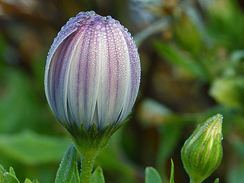 DEWY DAISY BUD, dewy, daisy, bud, flower HD wallpaper