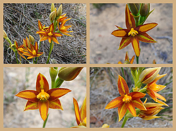 FLOWER COLLAGE, FLOWER, NATURE, COLLAGE HD wallpaper