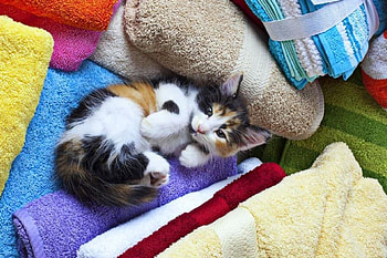 ..Fawn with the Towels.., kitten, love four seasons, animals, towels, cats, cute, lovely HD wallpaper
